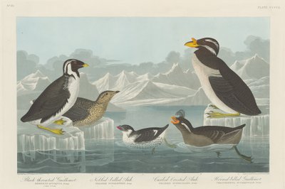 Black-throated Guillemot, Nobbed-billed Auk, Curled-Crested Auk and Horned-billed by Robert Havell