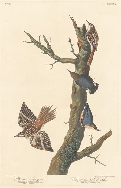 Brown Creeper and Californian Nuthatch by Robert Havell