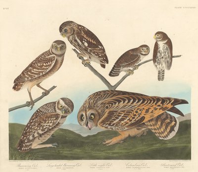 Burrowing Owl, Large-Headed Burrowing Owl and Little Night Owl by Robert Havell