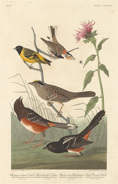 Chestnut-colored Finch, Black-headed Siskin, Black Crown Bunting and Arctic Ground Finch by Robert Havell