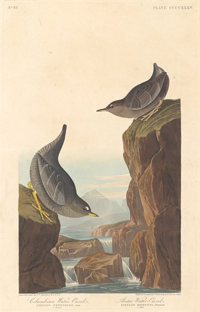 Columbian Water Ouzel and Arctic Water Ouzel by Robert Havell