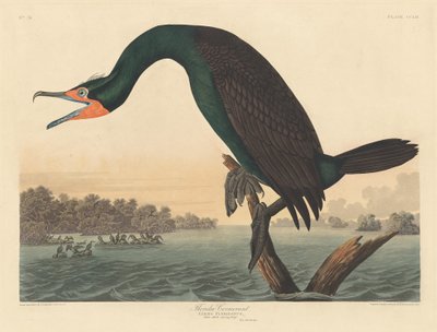 Florida Cormorant by Robert Havell