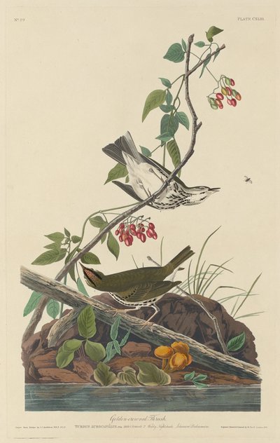 Golden-Crowned Thrush by Robert Havell