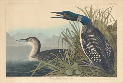 Great Northern Diver or Loon by Robert Havell