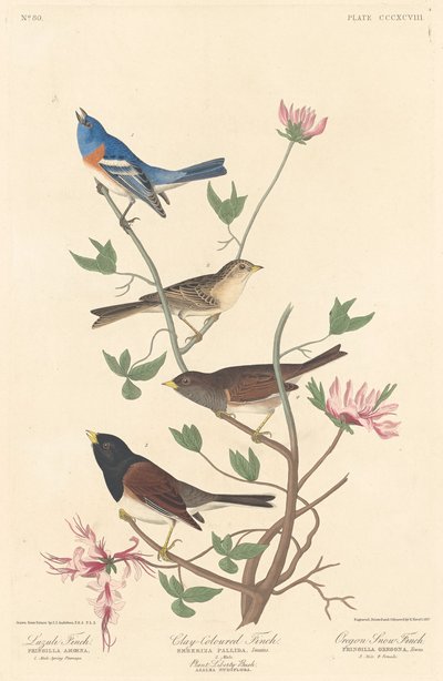 Lazuli Finch, Clay-colored Finch and Oregon Snow Finch by Robert Havell