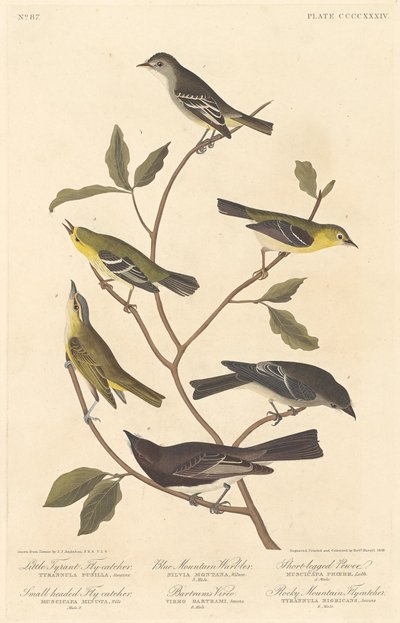Little Tyrant Flycatcher, Small-Headed Flycatcher, Blue Mountain Warbler, 1838 by Robert Havell