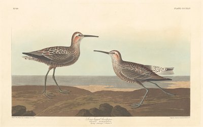 Long-legged Sandpiper by Robert Havell