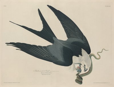 Swallow-tailed Hawk, 1829 by Robert Havell