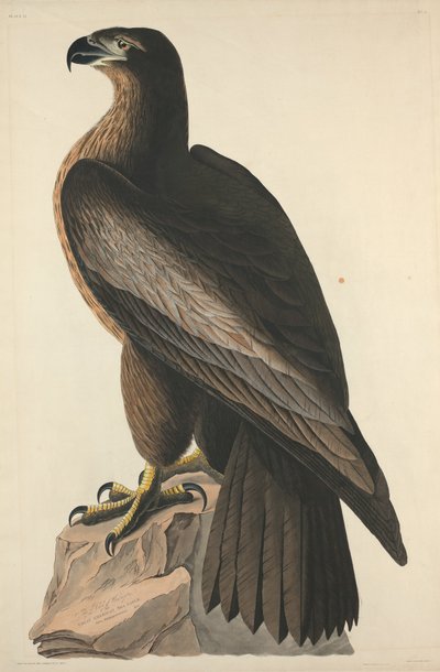 The Bird of Washington or Great American Sea Eagle by Robert Havell