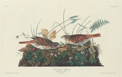 Two-colored Sparrow, 1831 by Robert Havell