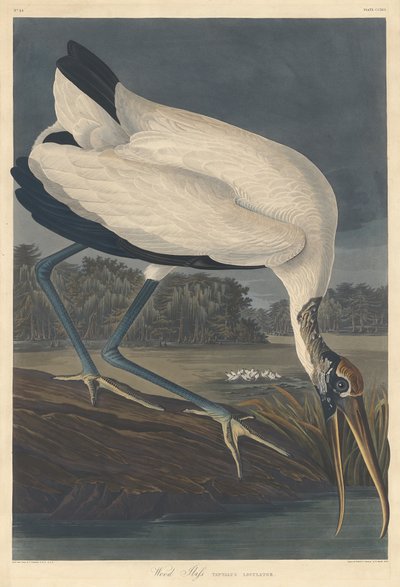 Wood Ibis, 1834 by Robert Havell