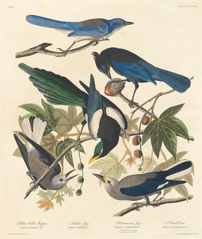 Yellow-billed Magpie, Stellers Jay, Ultramarine Jay and Clark
