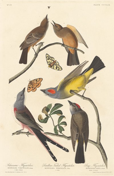 Arkansaw Flycatcher, Swallow-tailed Flycatcher and Says Flycatcher by Robert Havell after John James Audubon