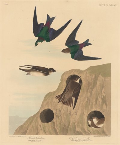 Bank Swallow and Violet-green Swallow by Robert Havell after John James Audubon