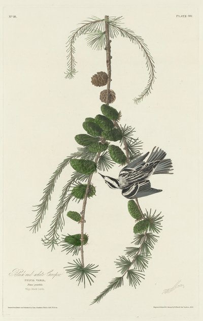 Black and White Creeper by Robert Havell after John James Audubon