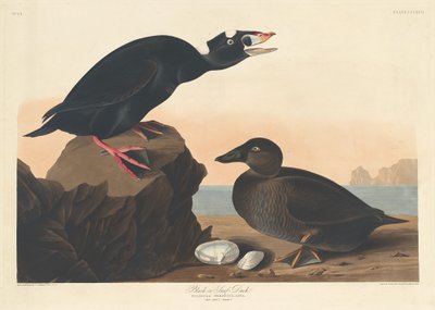 Black or Surf Duck by Robert Havell after John James Audubon