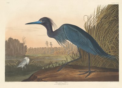 Blue Crane or Heron by Robert Havell after John James Audubon