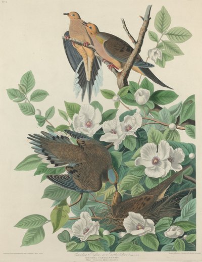 Carolina Pigeon or Turtle Dove by Robert Havell after John James Audubon