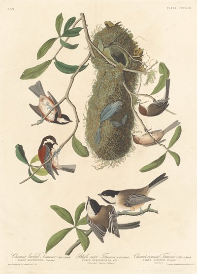 Chestnut-Backed Titmouse, Black-Capped Titmouse and Chestnut-Crowned Titmouse by Robert Havell after John James Audubon