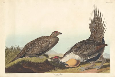 Cock of the Plains by Robert Havell after John James Audubon