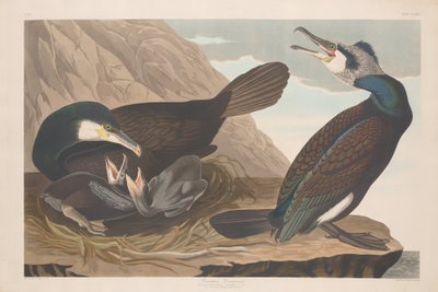 Common Cormorant by Robert Havell after John James Audubon