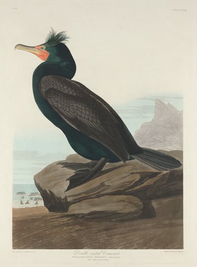 Double-crested Cormorant by Robert Havell after John James Audubon