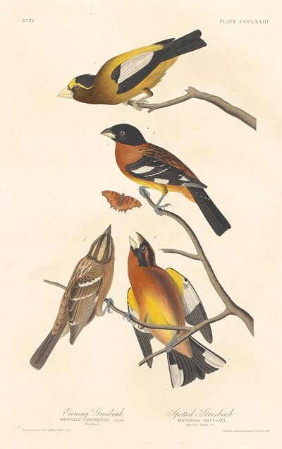 Evening Grosbeak and Spotted Grosbeak by Robert Havell after John James Audubon