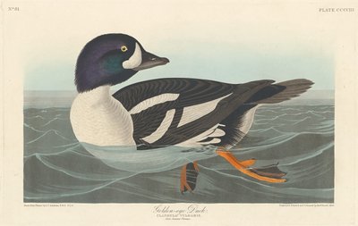 Golden-eye Duck by Robert Havell after John James Audubon