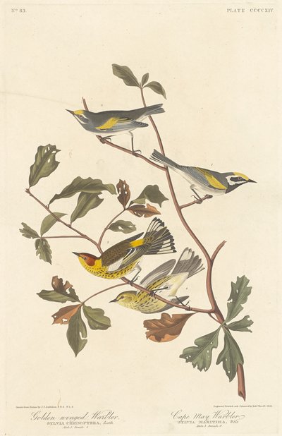 Golden-winged Warbler and Cape May Warbler by Robert Havell after John James Audubon