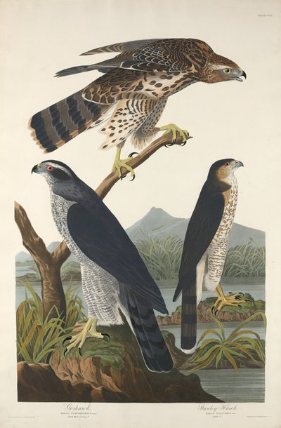 Goshawk and Stanley Hawk by Robert Havell after John James Audubon