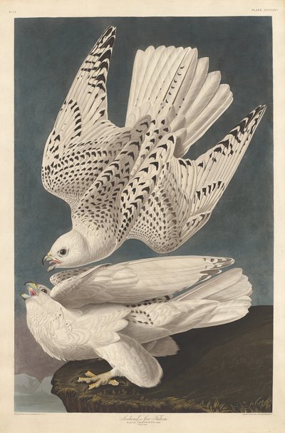 Iceland or Jer Falcon by Robert Havell after John James Audubon