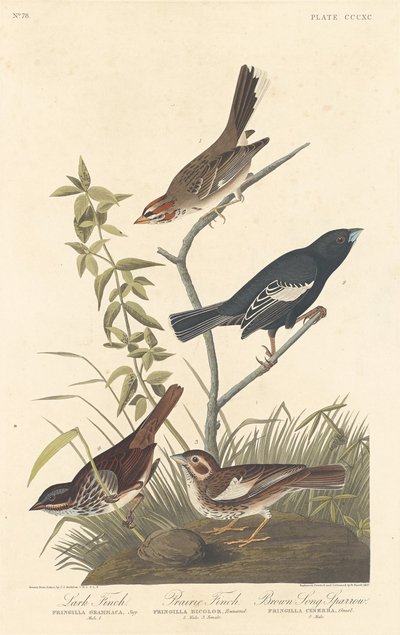 Lark Finch, Prairie Finch and Brown Song Sparrow by Robert Havell after John James Audubon