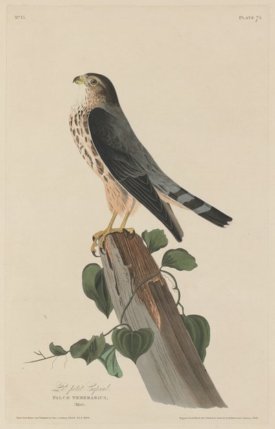 The Little Corporal by Robert Havell after John James Audubon
