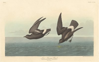 Least Stormy Petrel by Robert Havell after John James Audubon