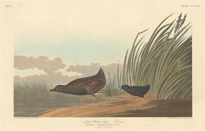 Least Water-hen by Robert Havell after John James Audubon