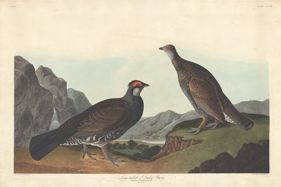 Long-tailed or Dusky Grouse by Robert Havell after John James Audubon