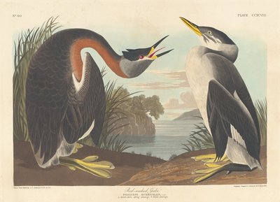 Red-necked Grebe by Robert Havell after John James Audubon