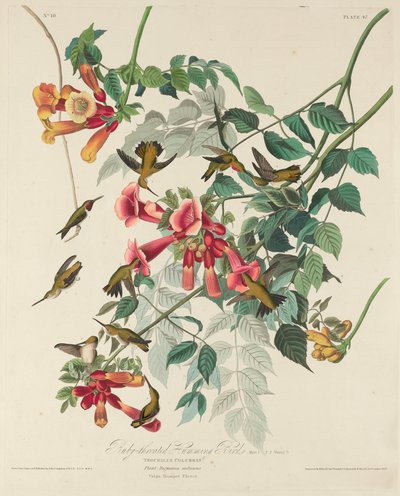 Ruby-throated Humming Bird by Robert Havell after John James Audubon
