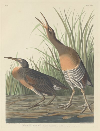 Salt Water Marsh Hen by Robert Havell after John James Audubon