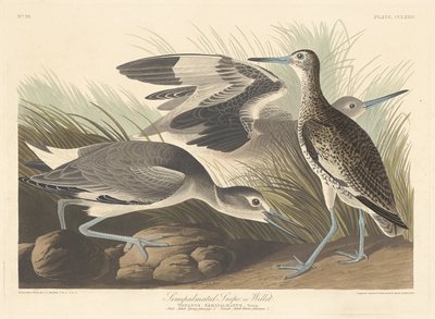 Semi-palmated Snipe or Willet by Robert Havell after John James Audubon