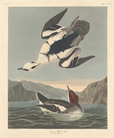 Smew or White Nun by Robert Havell after John James Audubon