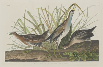 Sora or Rail by Robert Havell after John James Audubon