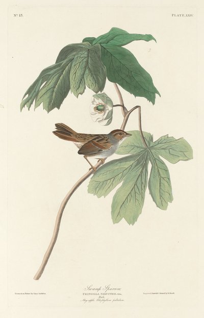 Swamp Sparrow by Robert Havell after John James Audubon