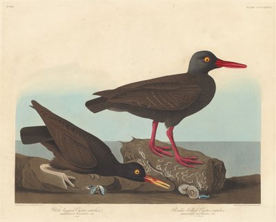 White-Legged Oyster-Catcher and Slender-Billed Oyster-Catcher by Robert Havell after John James Audubon