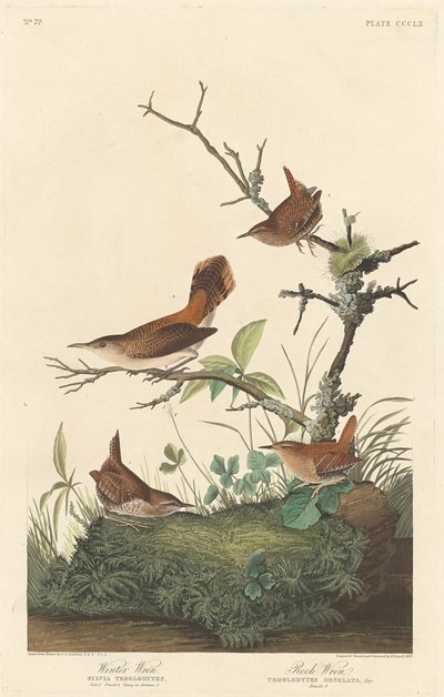 Winter Wren and Rock Wren by Robert Havell after John James Audubon