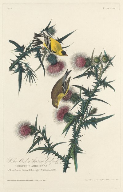 Yellow Bird or American Goldfinch by Robert Havell after John James Audubon