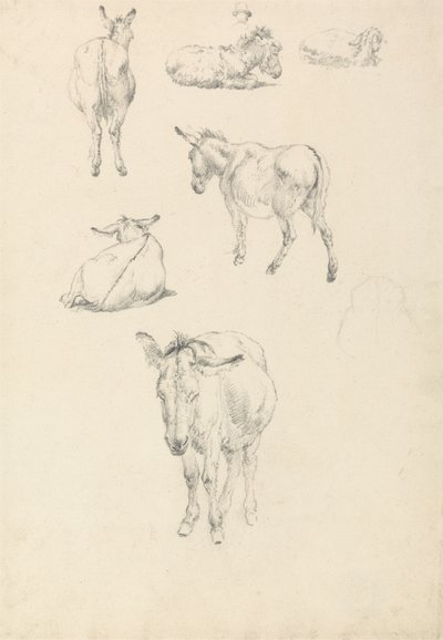 A Donkey, Six Studies: Lying, Walking, Standing, Sitting by Robert Hills