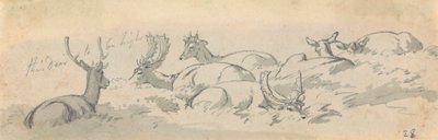 Stags and Deer at Rest by Robert Hills