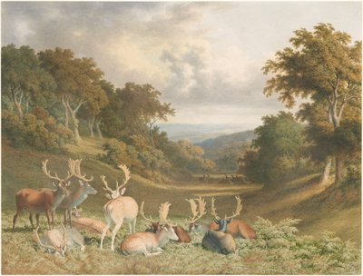 Stags in Knole Park, Kent by Robert Hills