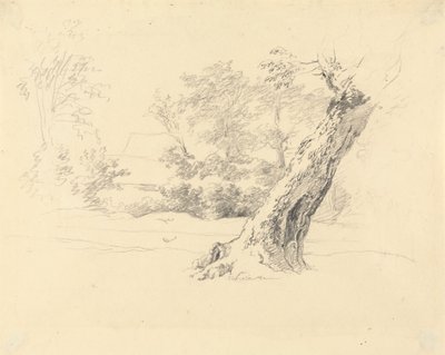 Tree Study by Robert Hills